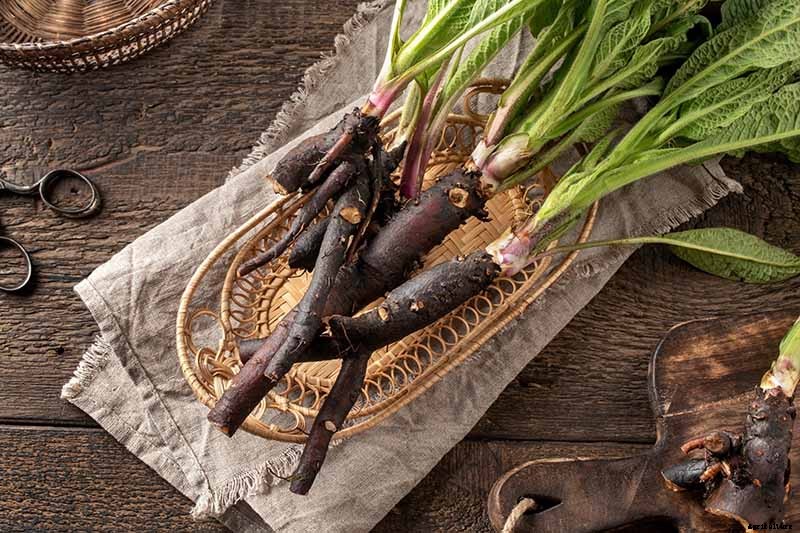 How to Grow Comfrey in the Garden