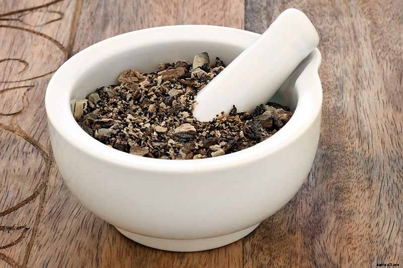 How to Grow Comfrey in the Garden