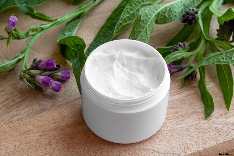 How to Grow Comfrey in the Garden