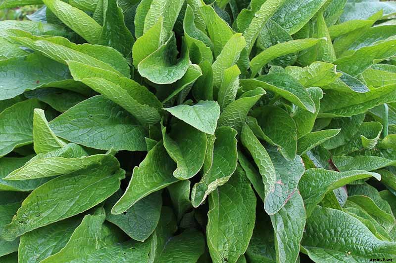 How to Grow Comfrey in the Garden