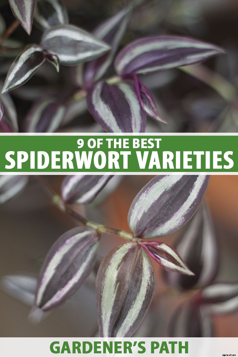 9 of the Most Beautiful Spiderworts to Grow as Houseplants