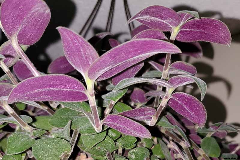 9 of the Most Beautiful Spiderworts to Grow as Houseplants