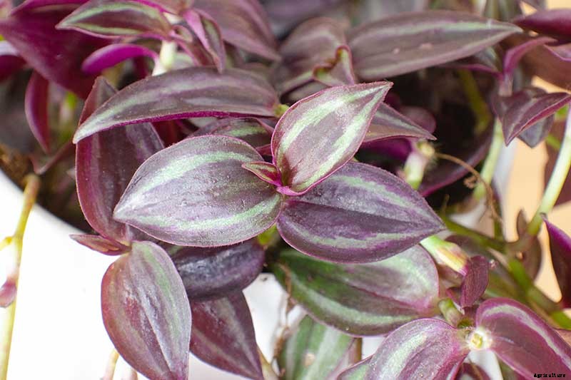 9 of the Most Beautiful Spiderworts to Grow as Houseplants
