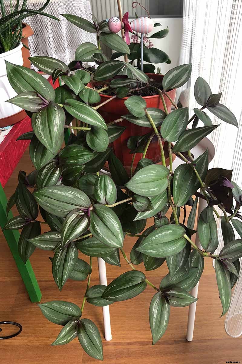 9 of the Most Beautiful Spiderworts to Grow as Houseplants