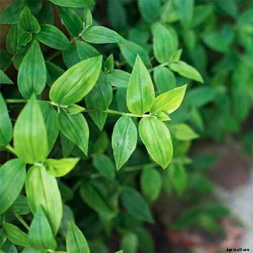 9 of the Most Beautiful Spiderworts to Grow as Houseplants