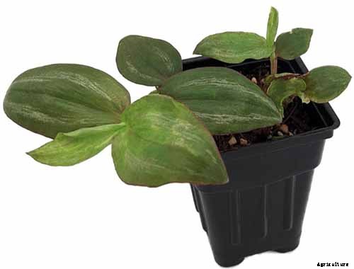 9 of the Most Beautiful Spiderworts to Grow as Houseplants