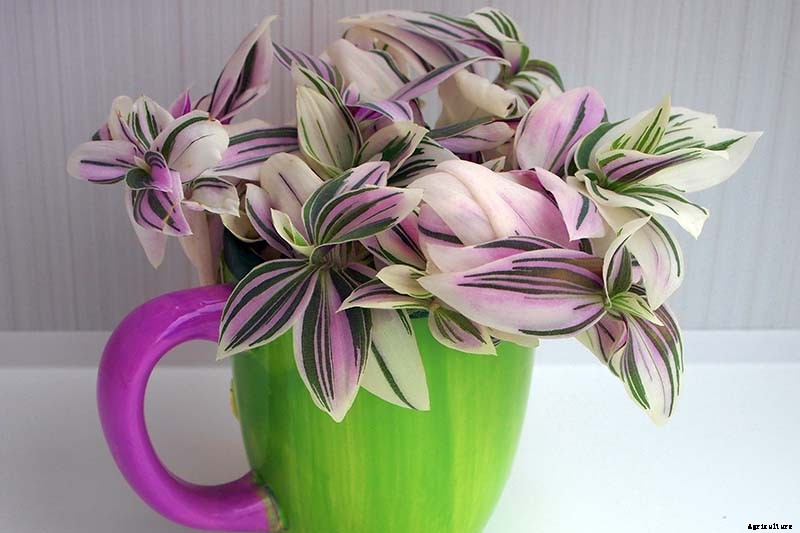 9 of the Most Beautiful Spiderworts to Grow as Houseplants