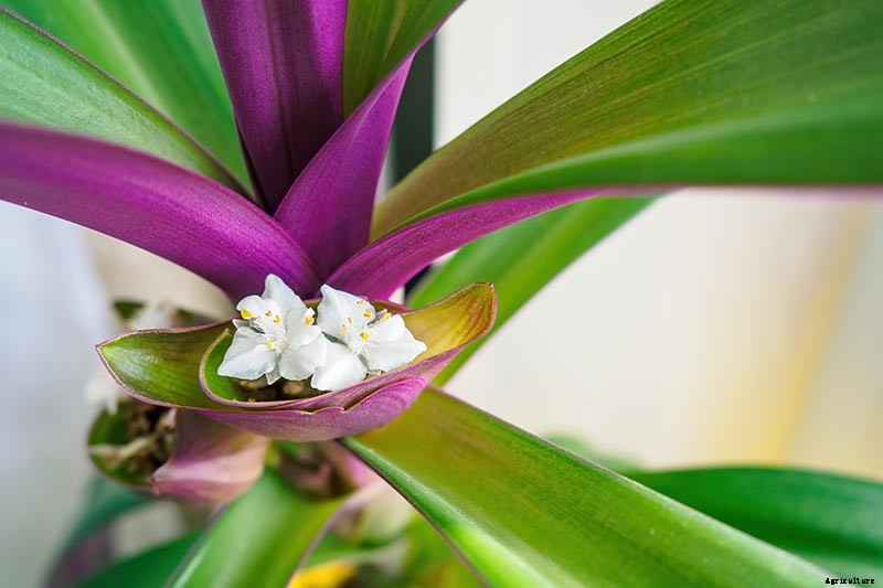 9 of the Most Beautiful Spiderworts to Grow as Houseplants