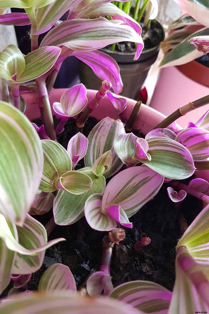 9 of the Most Beautiful Spiderworts to Grow as Houseplants