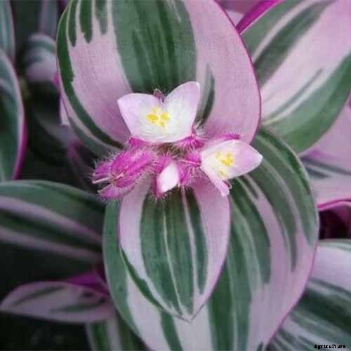 9 of the Most Beautiful Spiderworts to Grow as Houseplants