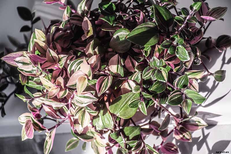 9 of the Most Beautiful Spiderworts to Grow as Houseplants