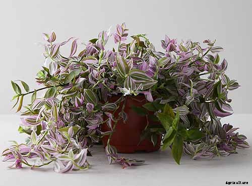 9 of the Most Beautiful Spiderworts to Grow as Houseplants