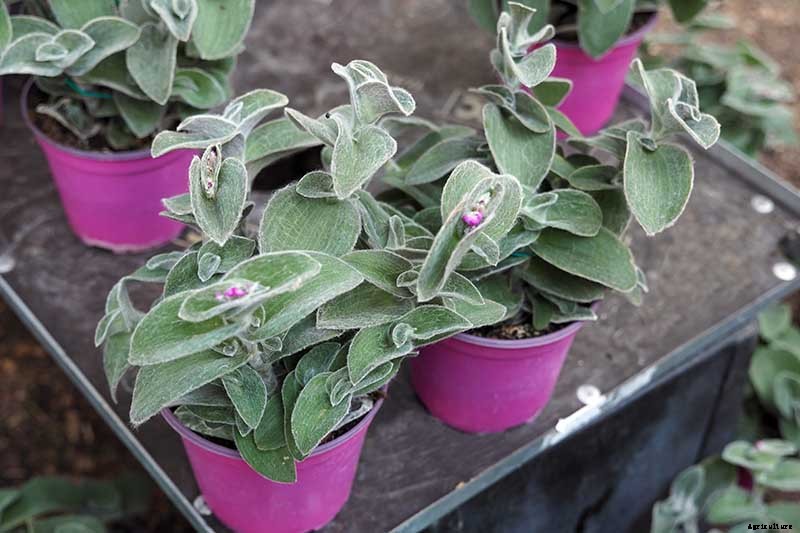 9 of the Most Beautiful Spiderworts to Grow as Houseplants