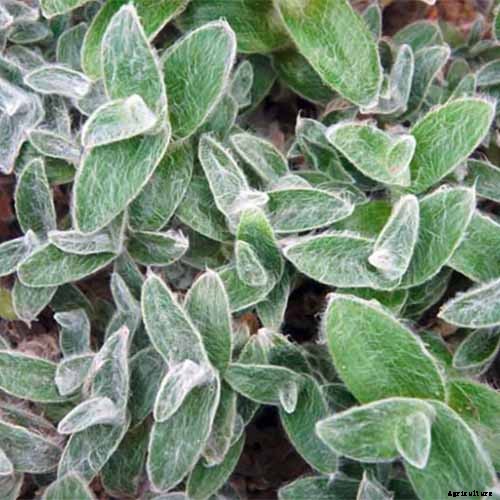 9 of the Most Beautiful Spiderworts to Grow as Houseplants