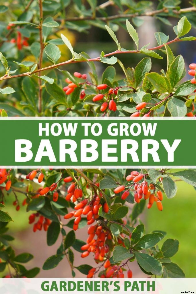 How to Grow and Care for Barberry Bushes