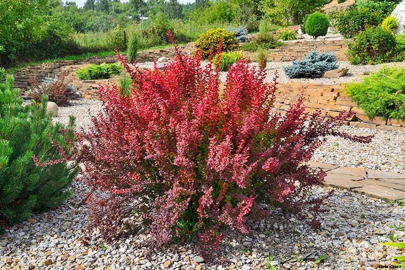 How to Grow and Care for Barberry Bushes