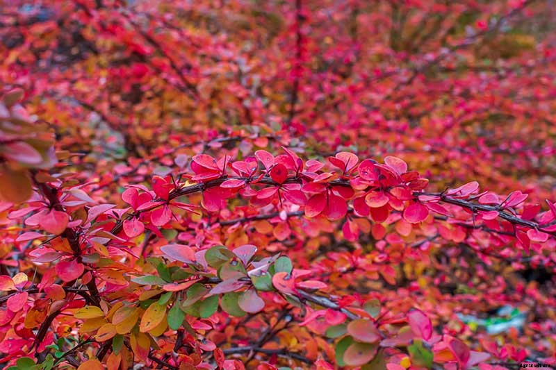 How to Grow and Care for Barberry Bushes