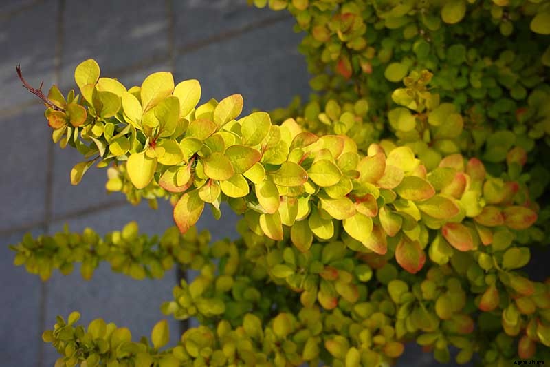 How to Grow and Care for Barberry Bushes