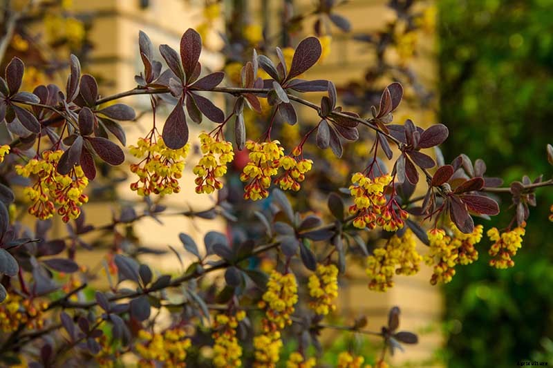 How to Grow and Care for Barberry Bushes