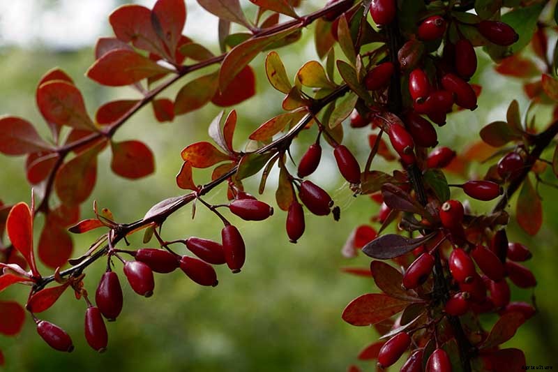 How to Grow and Care for Barberry Bushes