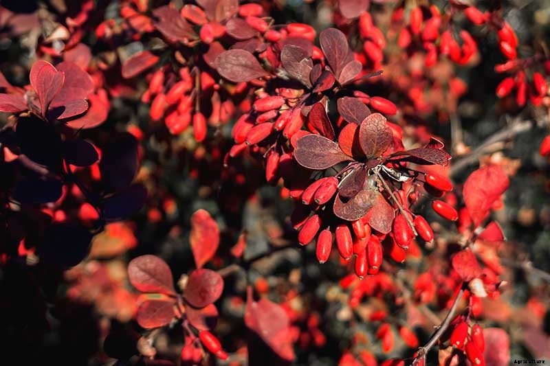 How to Grow and Care for Barberry Bushes