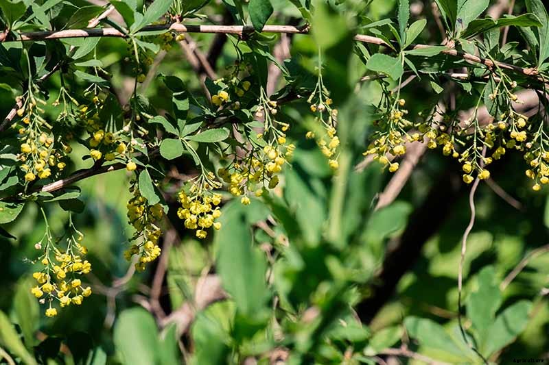How to Grow and Care for Barberry Bushes