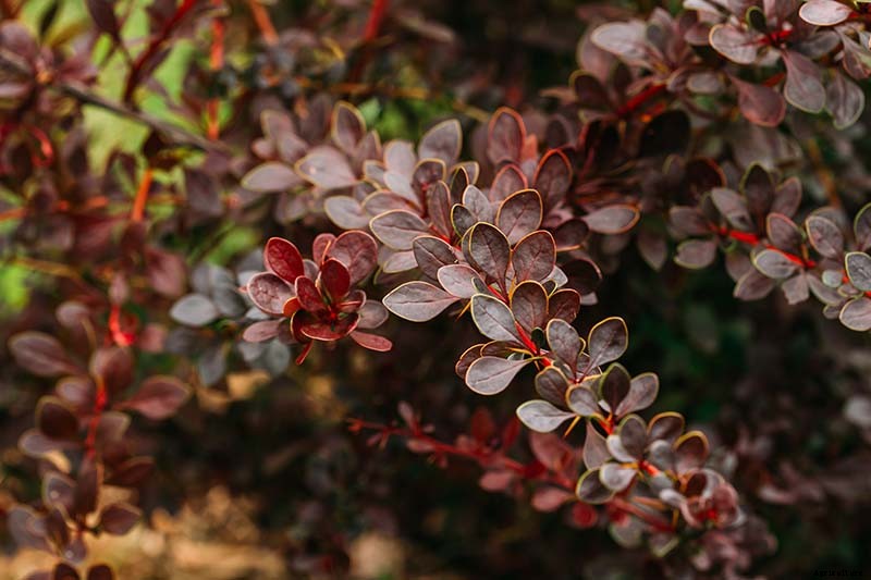 How to Grow and Care for Barberry Bushes