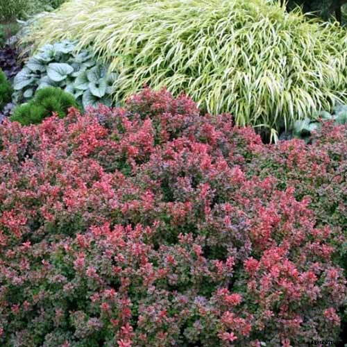 How to Grow and Care for Barberry Bushes