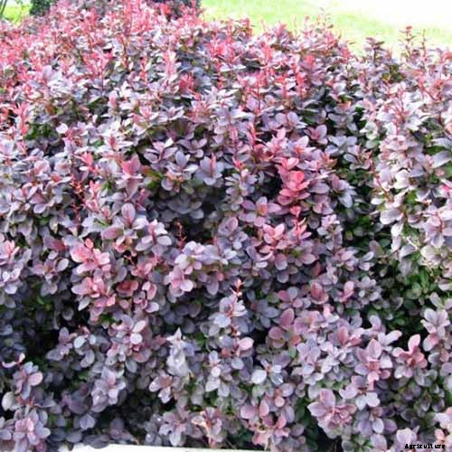 How to Grow and Care for Barberry Bushes