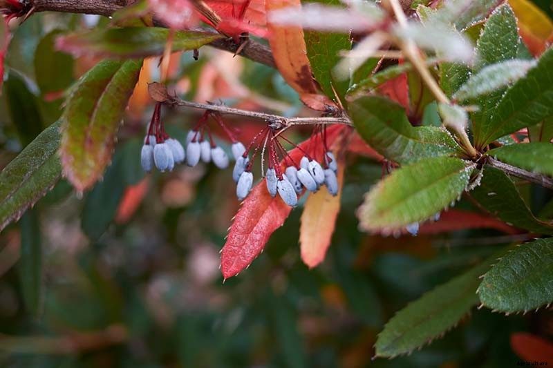 How to Grow and Care for Barberry Bushes