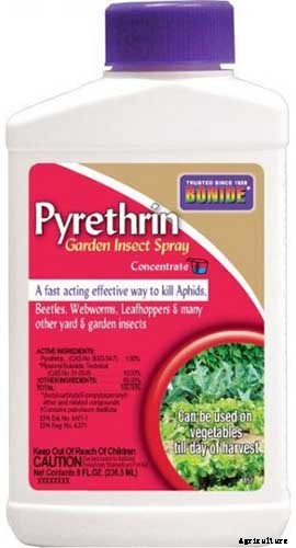 How to Grow and Care for Barberry Bushes