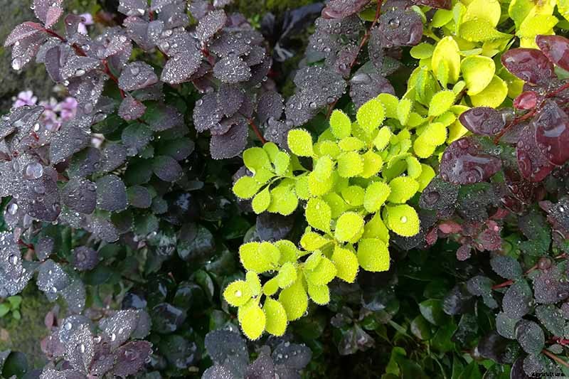 How to Grow and Care for Barberry Bushes