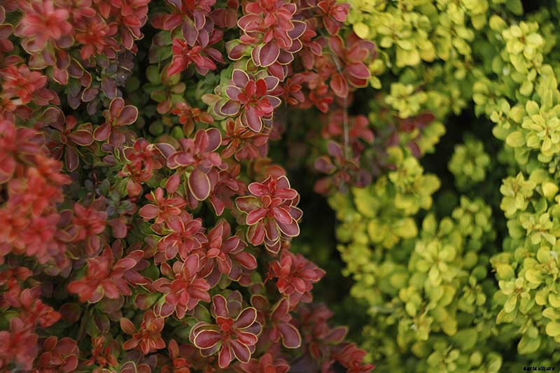 How to Grow and Care for Barberry Bushes