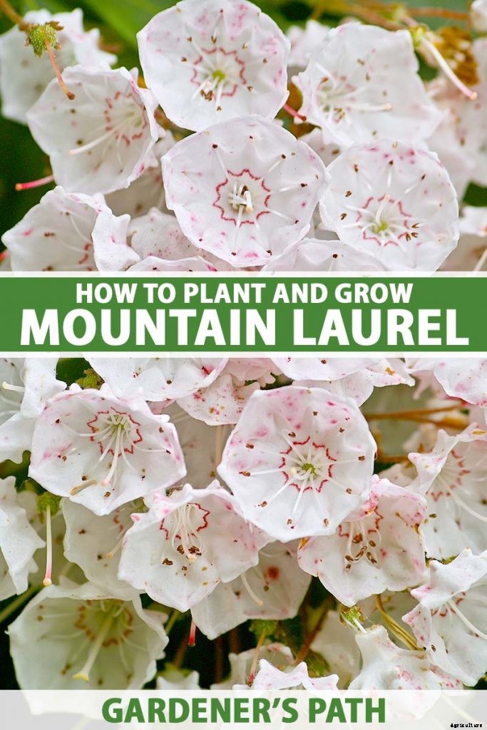 Grow Mountain Laurel for an Impressive Garden Landscape