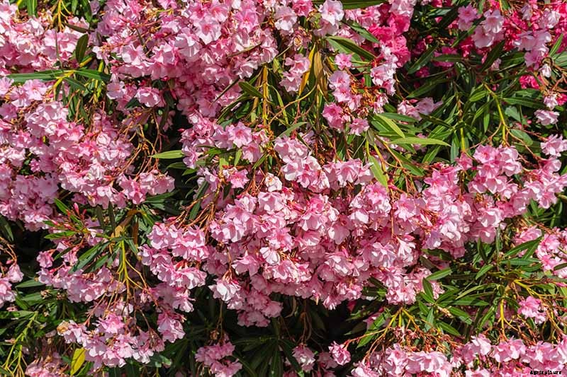 Grow Mountain Laurel for an Impressive Garden Landscape