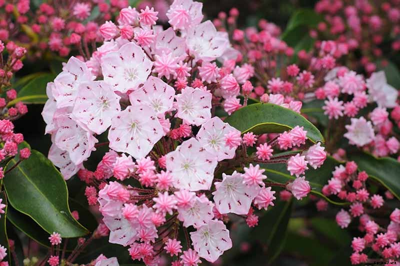 Grow Mountain Laurel for an Impressive Garden Landscape