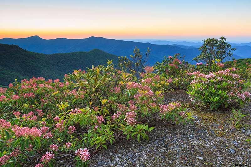 Grow Mountain Laurel for an Impressive Garden Landscape