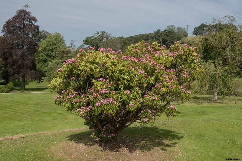 Grow Mountain Laurel for an Impressive Garden Landscape