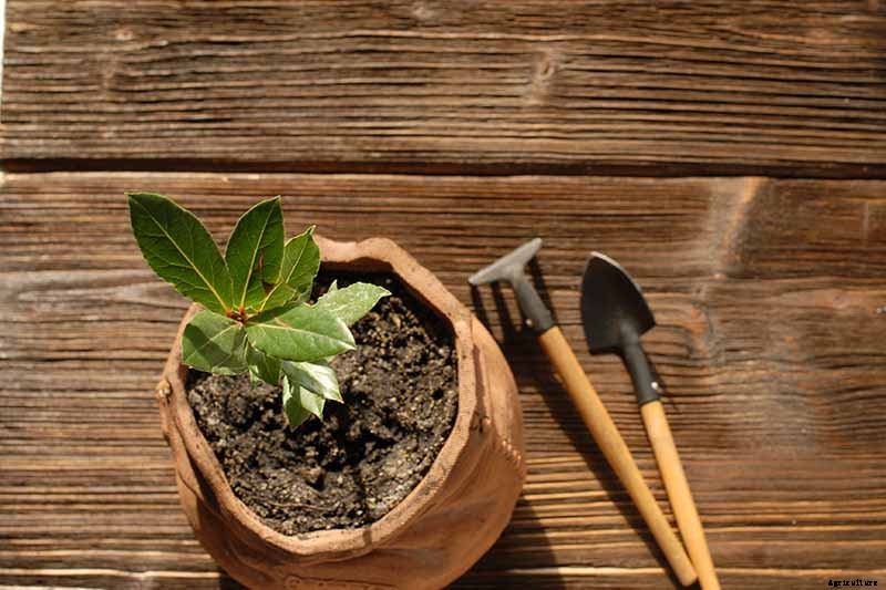 Grow Mountain Laurel for an Impressive Garden Landscape