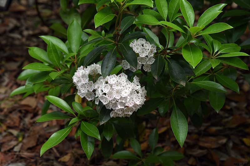 Grow Mountain Laurel for an Impressive Garden Landscape