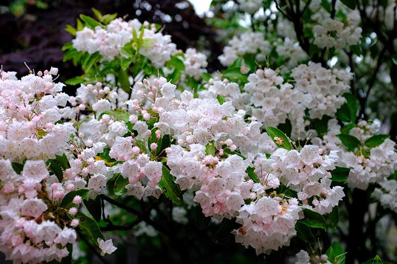 Grow Mountain Laurel for an Impressive Garden Landscape