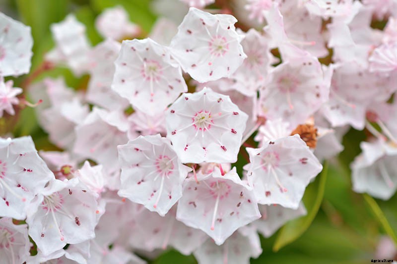 Grow Mountain Laurel for an Impressive Garden Landscape