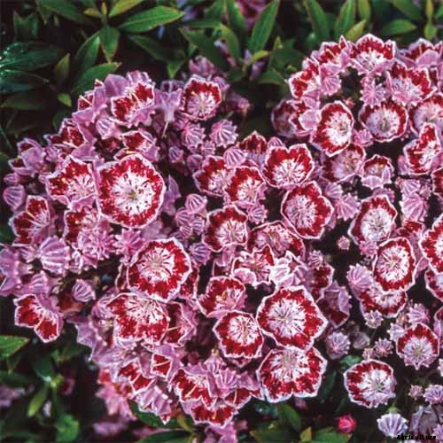 Grow Mountain Laurel for an Impressive Garden Landscape