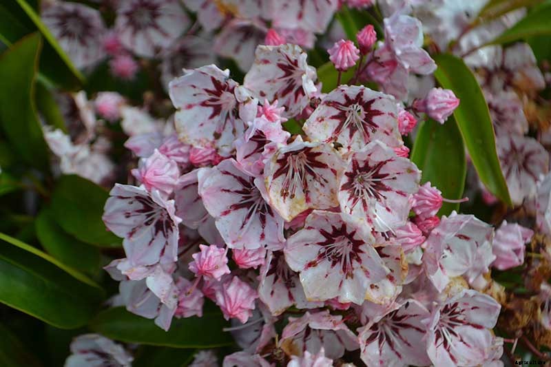 Grow Mountain Laurel for an Impressive Garden Landscape