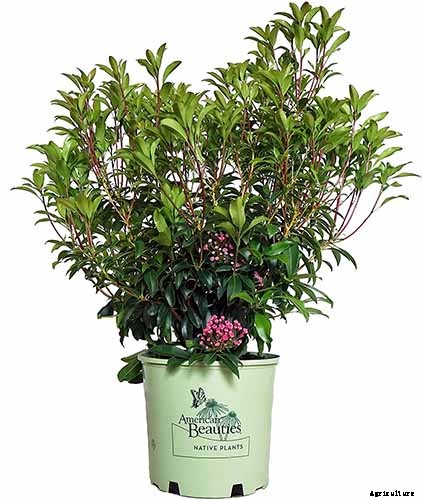Grow Mountain Laurel for an Impressive Garden Landscape