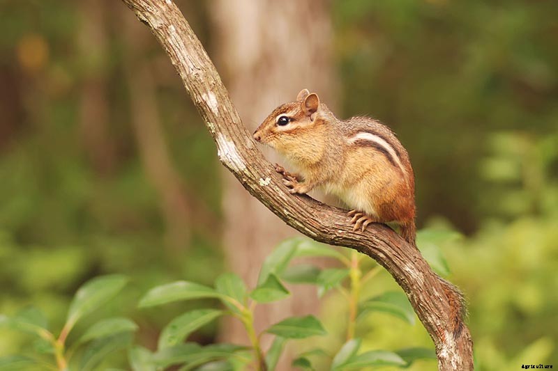 Grow Mountain Laurel for an Impressive Garden Landscape