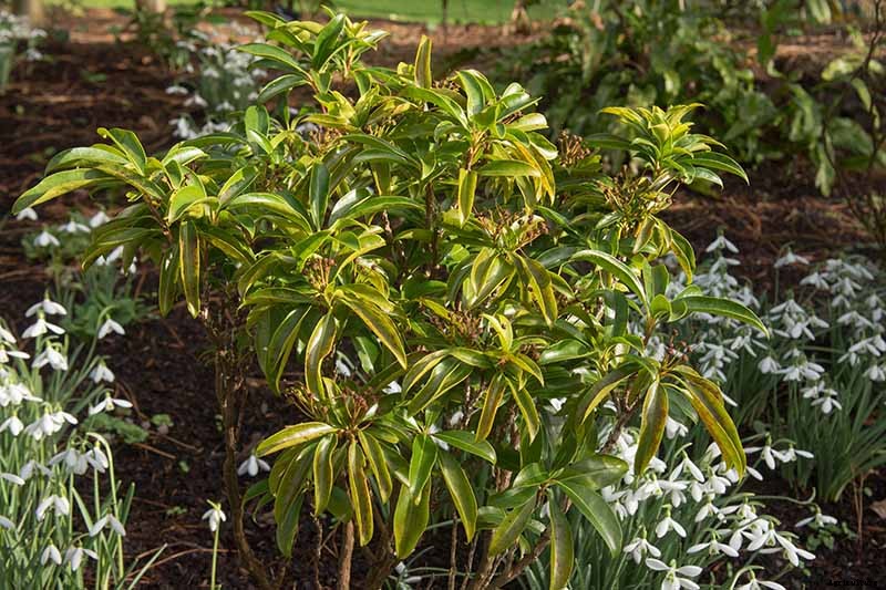 Grow Mountain Laurel for an Impressive Garden Landscape