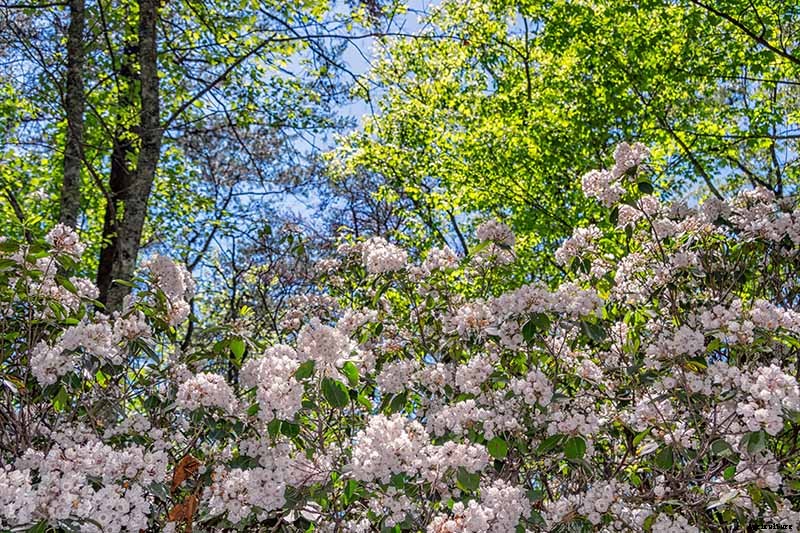 Grow Mountain Laurel for an Impressive Garden Landscape