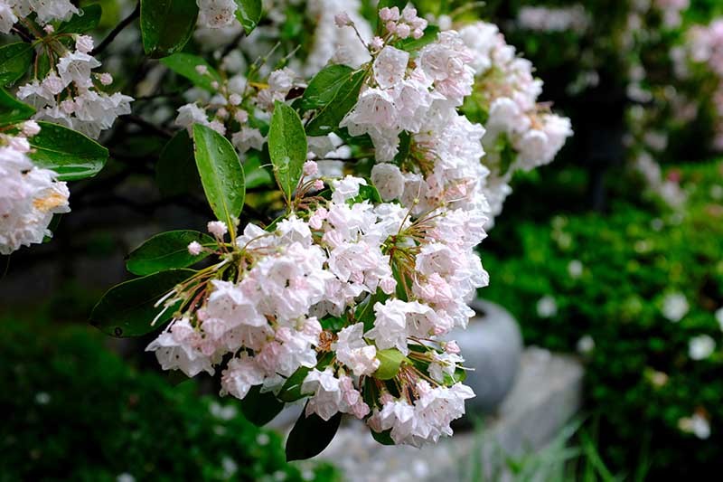 Grow Mountain Laurel for an Impressive Garden Landscape