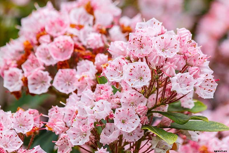 Grow Mountain Laurel for an Impressive Garden Landscape